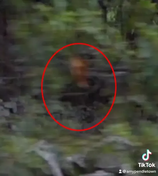 Un fantôme photographié au cimetière Gilson