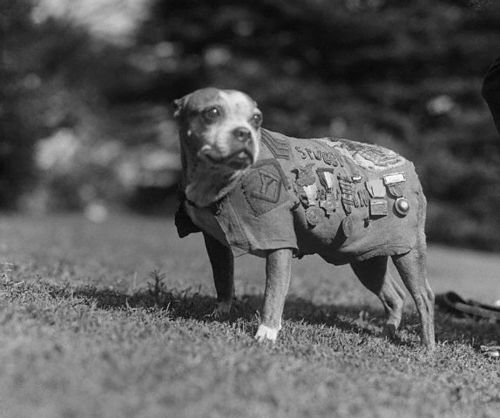 Sergent Stubby : Le Chien Héros de la Première Guerre mondiale