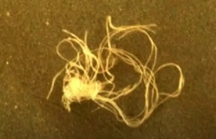 Une vie extraterrestre découverte sur la planète Mars ?